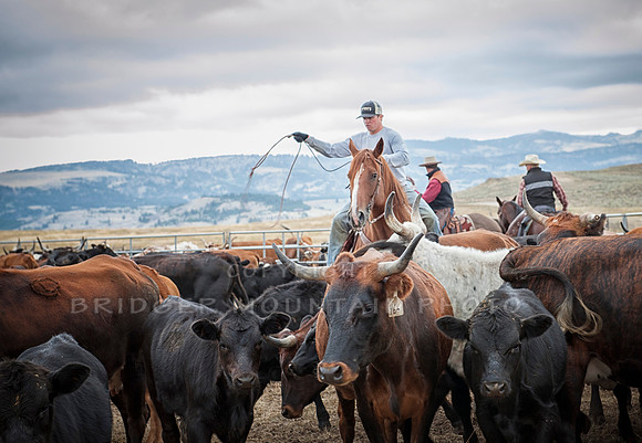 Cattle Branding-32