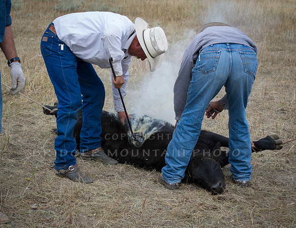 Cattle Branding-25