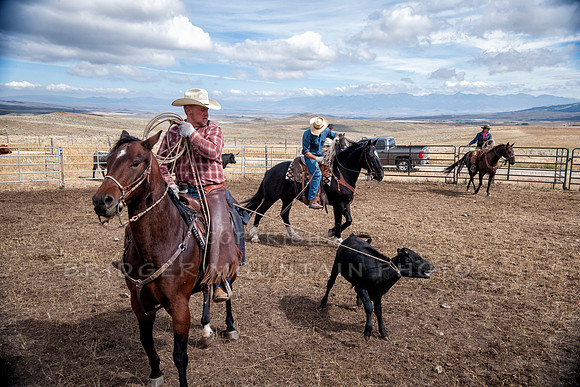Cattle Branding-37