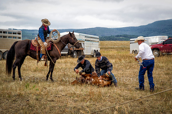 Cattle Branding-68