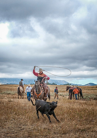 Cattle Branding-34