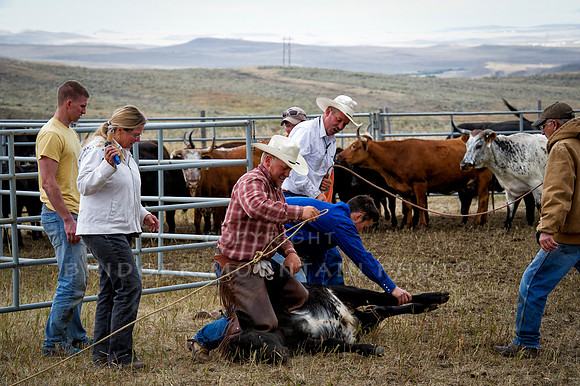 Cattle Branding-24