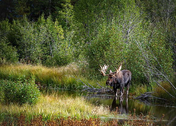 Moose Pond