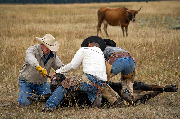 Cattle Branding-70