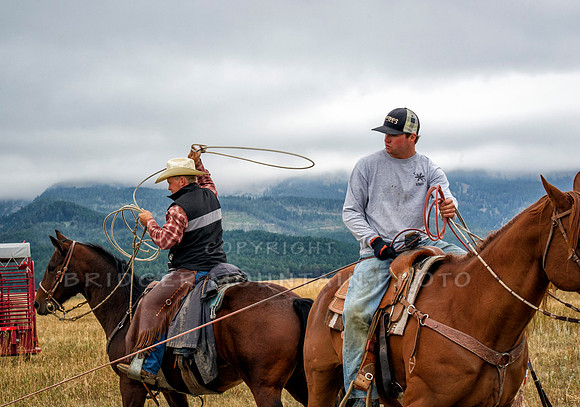 Cattle Branding-76