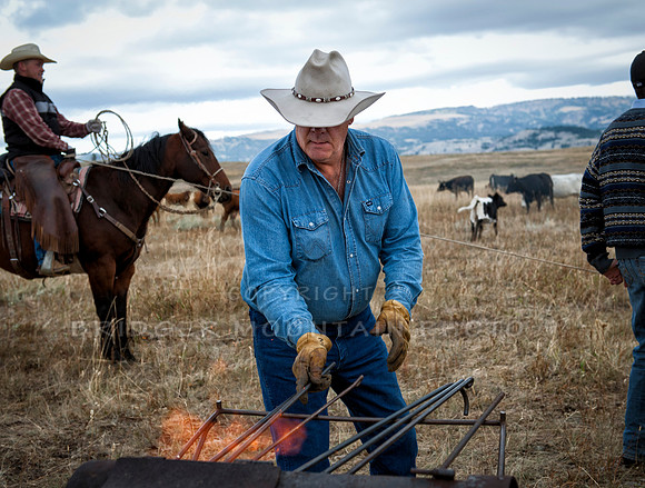 Cattle Branding-3