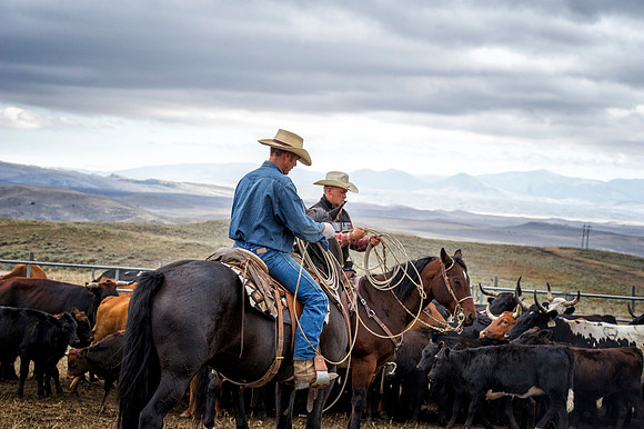 Cattle Branding-82