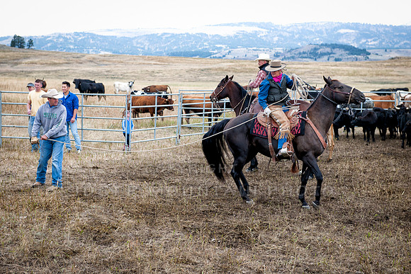 Cattle Branding-55