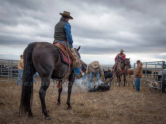 Cattle Branding-6