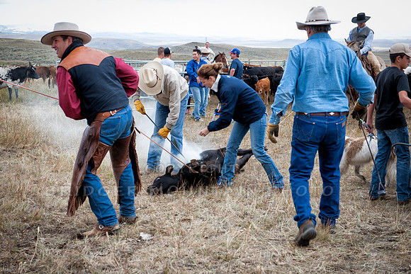 Cattle Branding-4