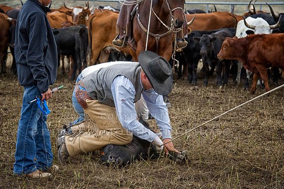 Cattle Branding-81