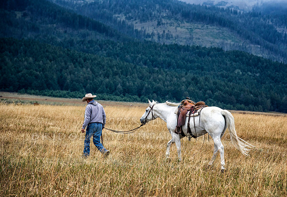 Cattle Branding-19