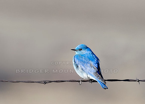 Mountain Bluebird on a Wire