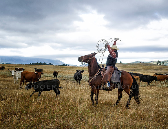 Cattle Branding-46