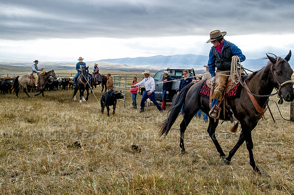Cattle Branding-60