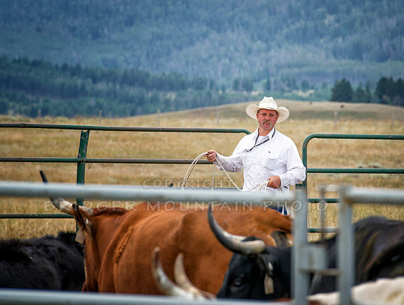Cattle Branding-41