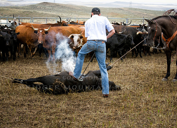 Cattle Branding-43