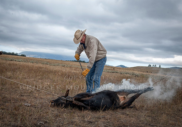 Cattle Branding-8