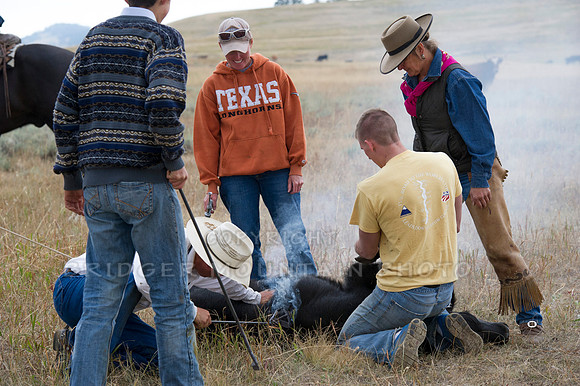 Cattle Branding-18