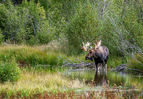 Moose Reflections