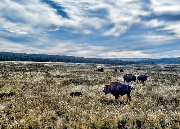 Bison grazing in the plains of Yellowstone