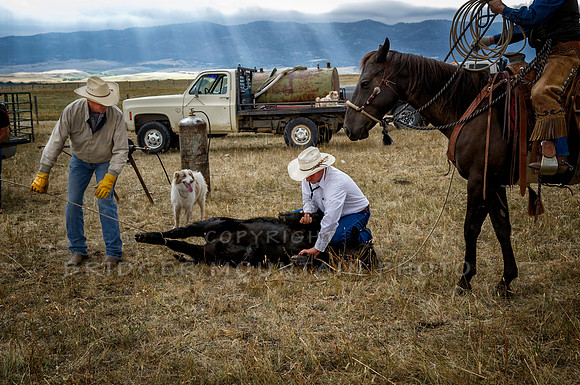 Cattle Branding-61