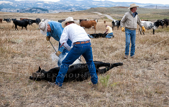 Cattle Branding-139