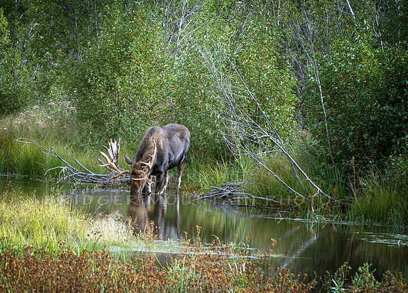 Moose Tranquility