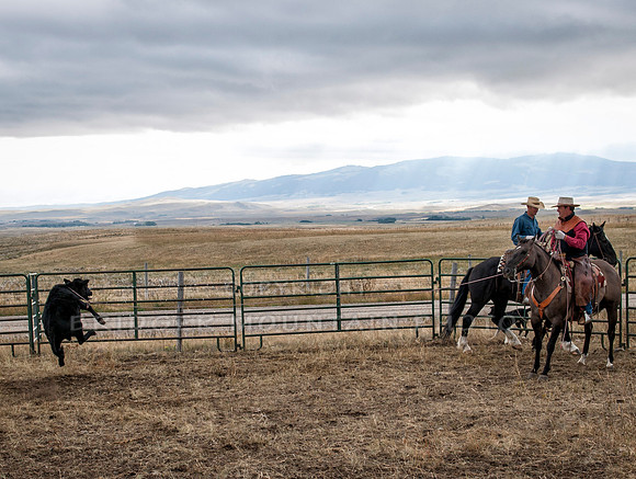 Cattle Branding-54