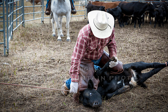 Cattle Branding-35