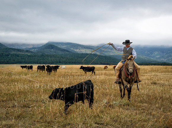Cattle Branding-16