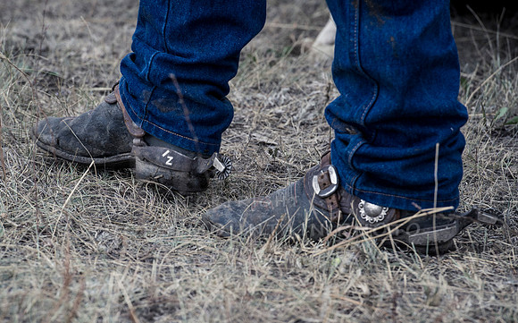Cattle Branding-83