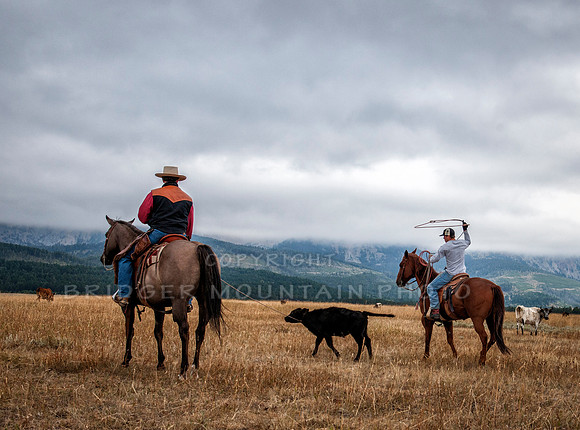 Cattle Branding-150