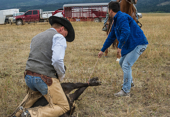 Cattle Branding-79