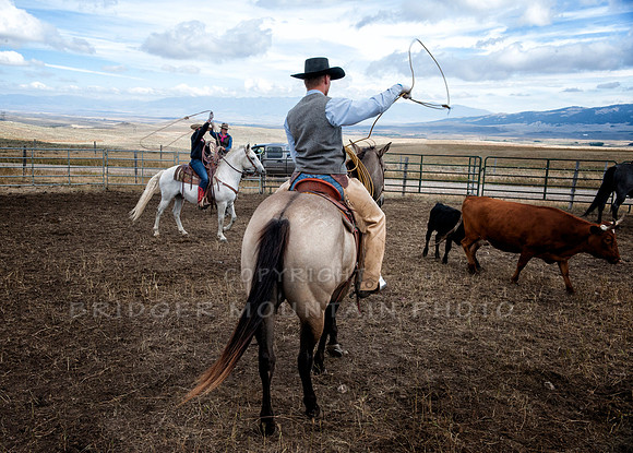 Cattle Branding-38