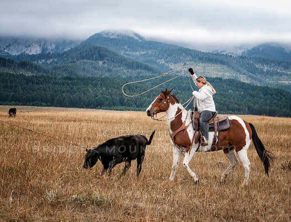 Cattle Branding-58