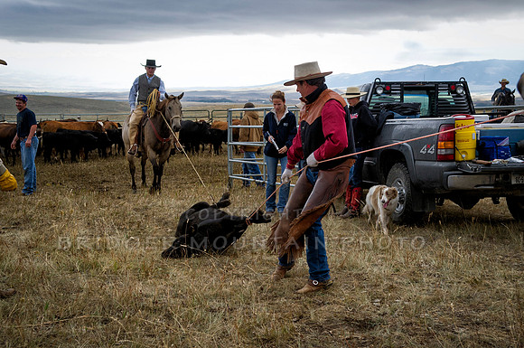 Cattle Branding-9