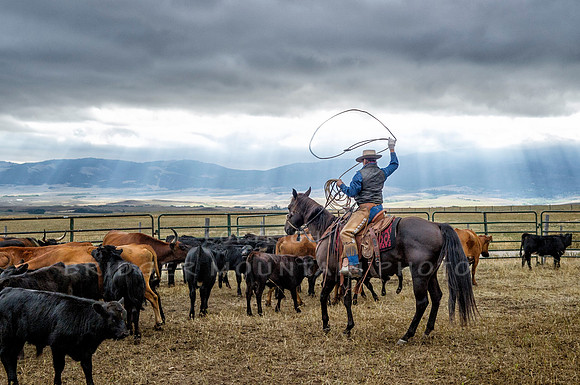 Cattle Branding-67