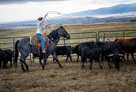 Cattle Branding-80