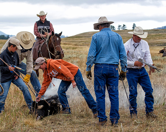 Cattle Branding-77