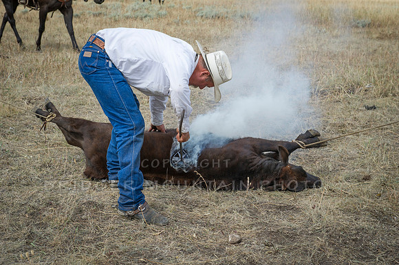 Cattle Branding-28