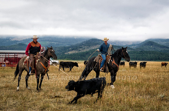 Cattle Branding-21