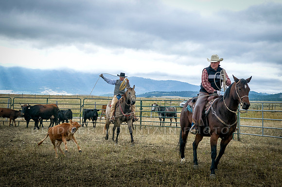 Cattle Branding-2