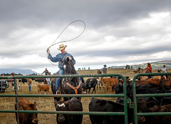 Cattle Branding-47