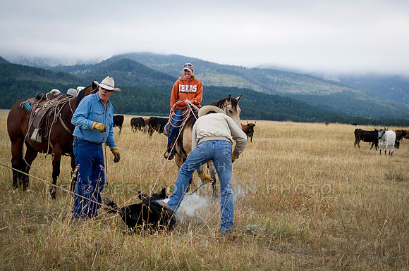 Cattle Branding-49