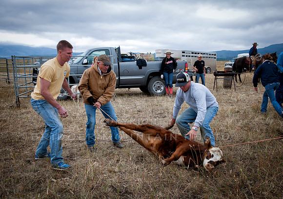 Cattle Branding-5