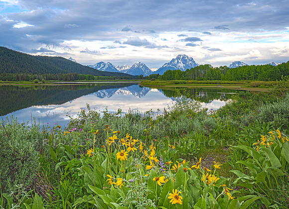 Oxbow Bend in June