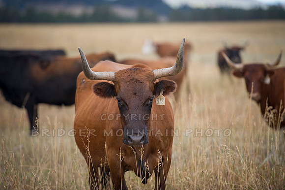 Cattle Branding-11