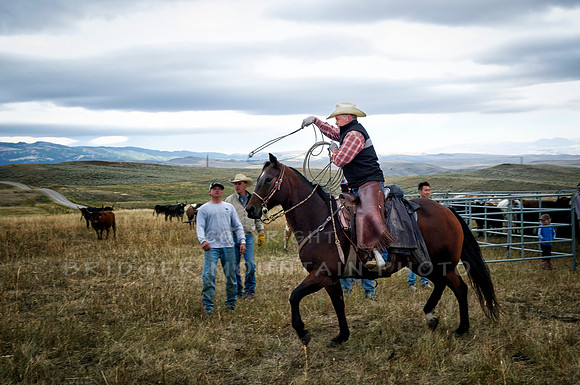 Cattle Branding-13