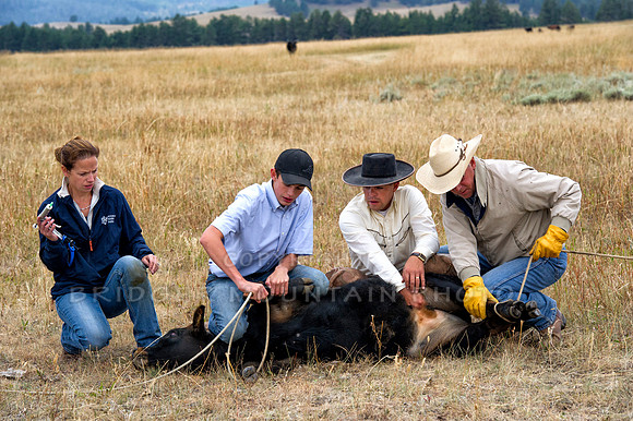 Cattle Branding-51